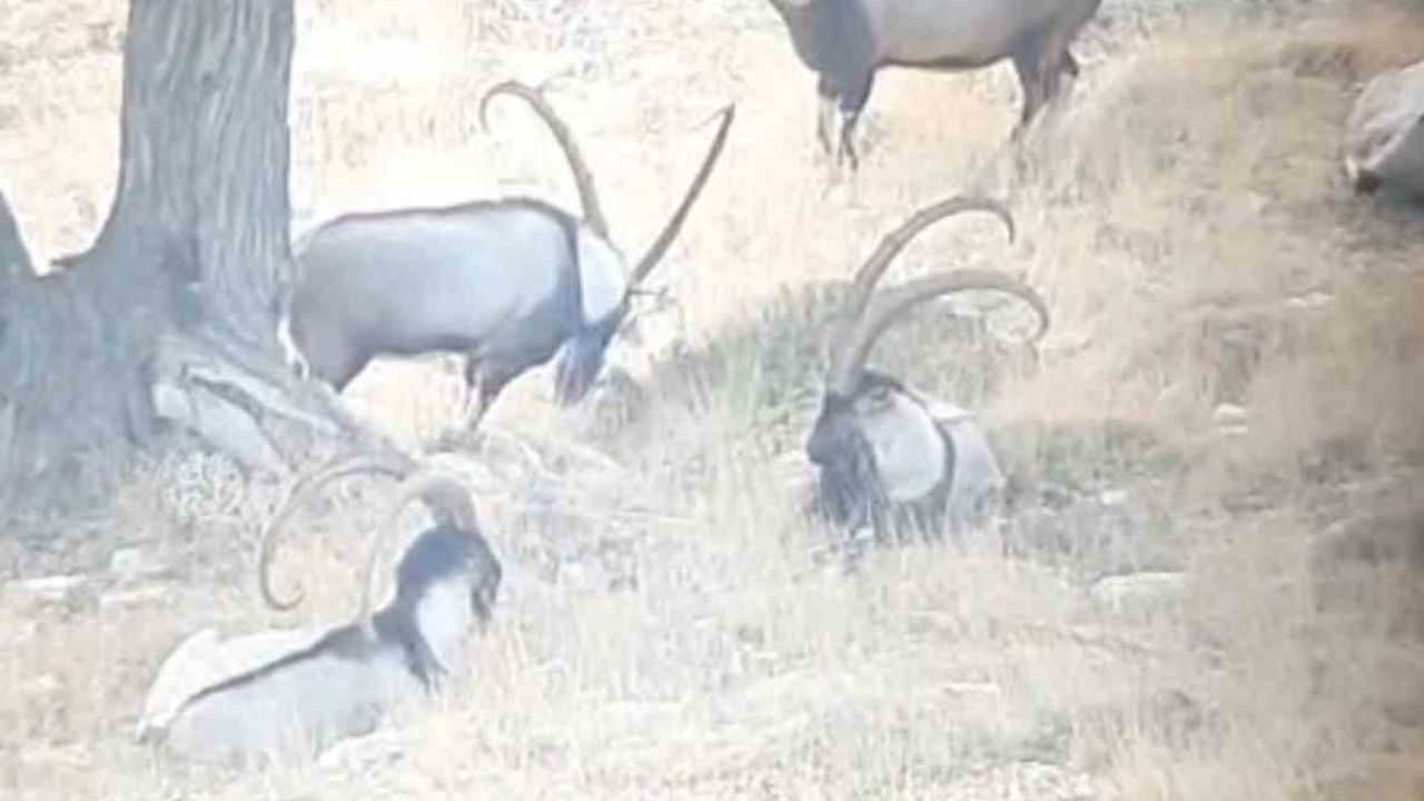 Toroslarda yaban keçileri koruma altında