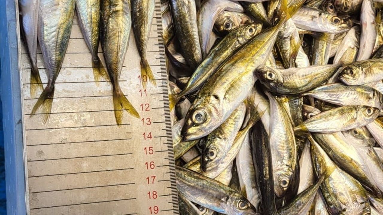 Trabzon'da 2025'te su ürünleri denetimlerinde 43 kişiye 3.209.276 TL ceza