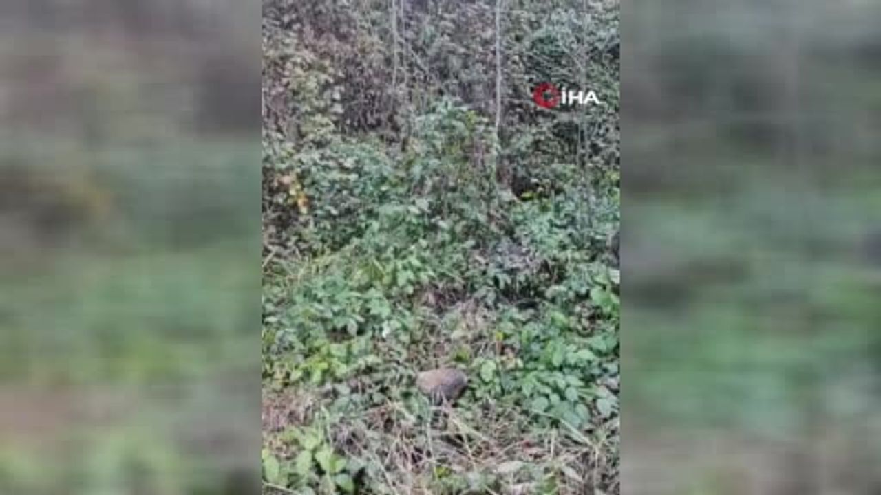 Trabzon'da av sırasında domuz saldırısı: 64 yaşındaki avcı yaralandı