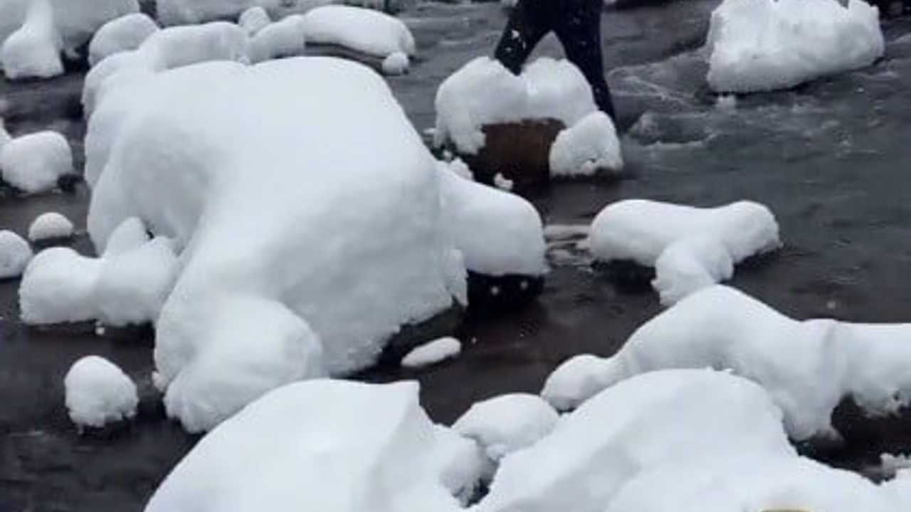 Trabzon'da kar ve soğuğa rağmen dereye girip karışım balını tanıttı