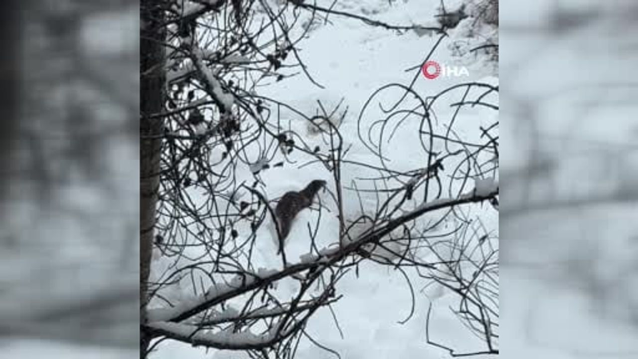 Tunceli’de Pülümür Vadisi’nde Nadir An: Su Samuru Karlar Arasında Görüntülendi