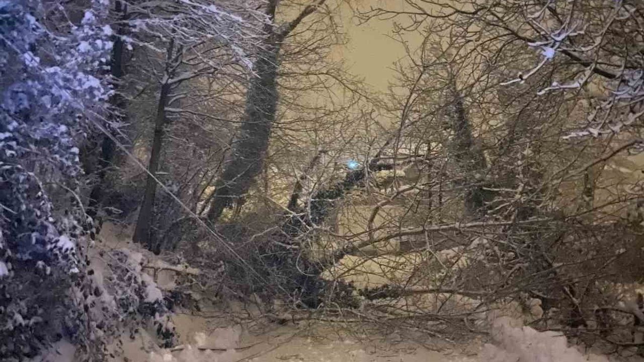 Türkeli'de Karabey Köyü Yolunda Ağaç Devrildi