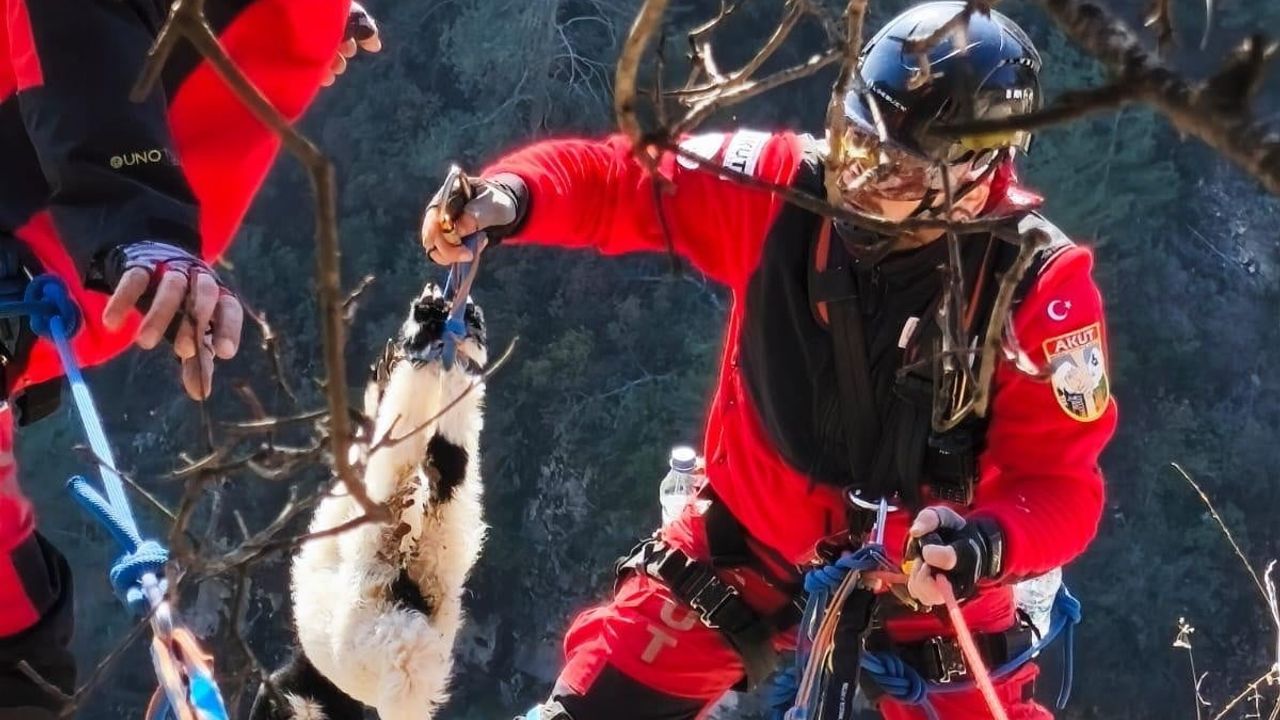 Uçurumdan düşen kuzu AKUT ekiplerince kurtarıldı