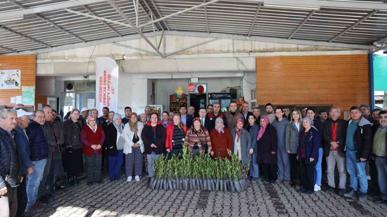Ula'da 31 bin defne fidanı üreticilere dağıtıldı
