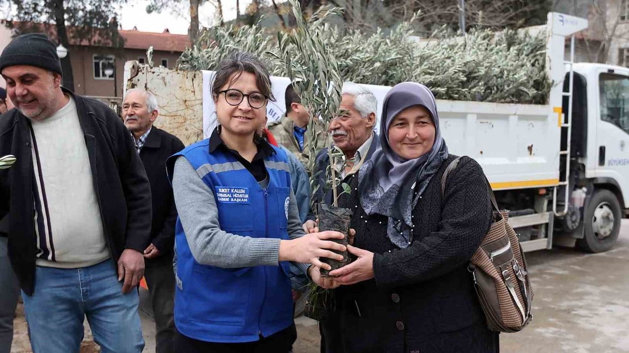 Ula’da üreticilere 159 bin zeytin ve ceviz fidanı dağıtıldı