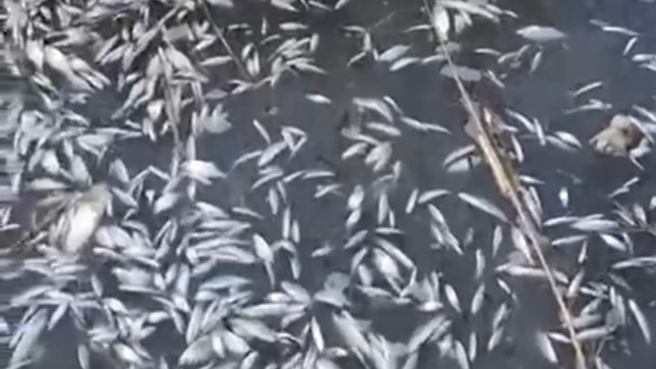 Uluabat Deresi'nde binlerce balık ölü olarak bulundu