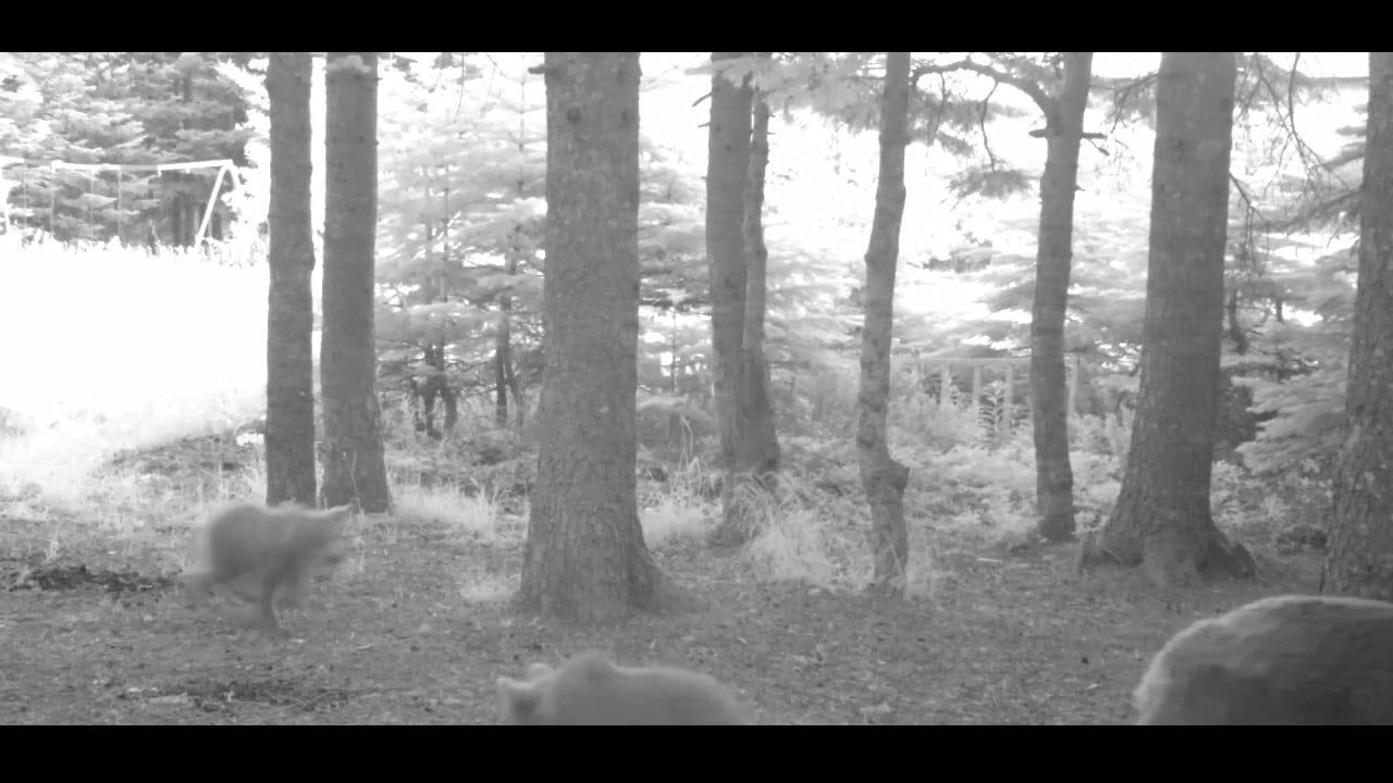 Uludağ'da Fotokapan Kaydında Yavru Bozayının Neşeli Takibi