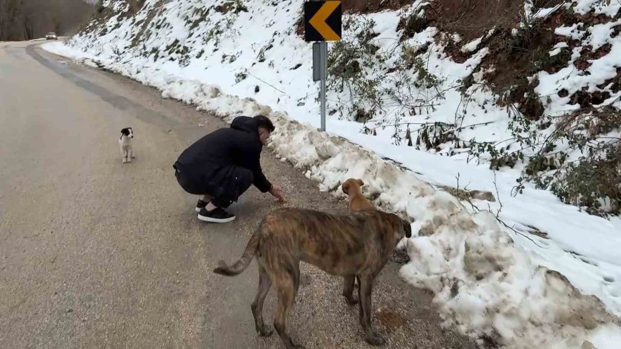Uludağ'da kar altında kalan sokak köpeklerine hayvanseverlerden mama desteği