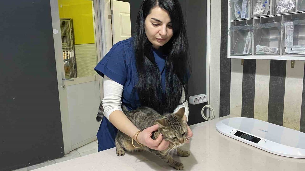 Uzman Veteriner Tuğçe Kara: 'Tüyü var diye üşümezler' düşüncesi yanlış