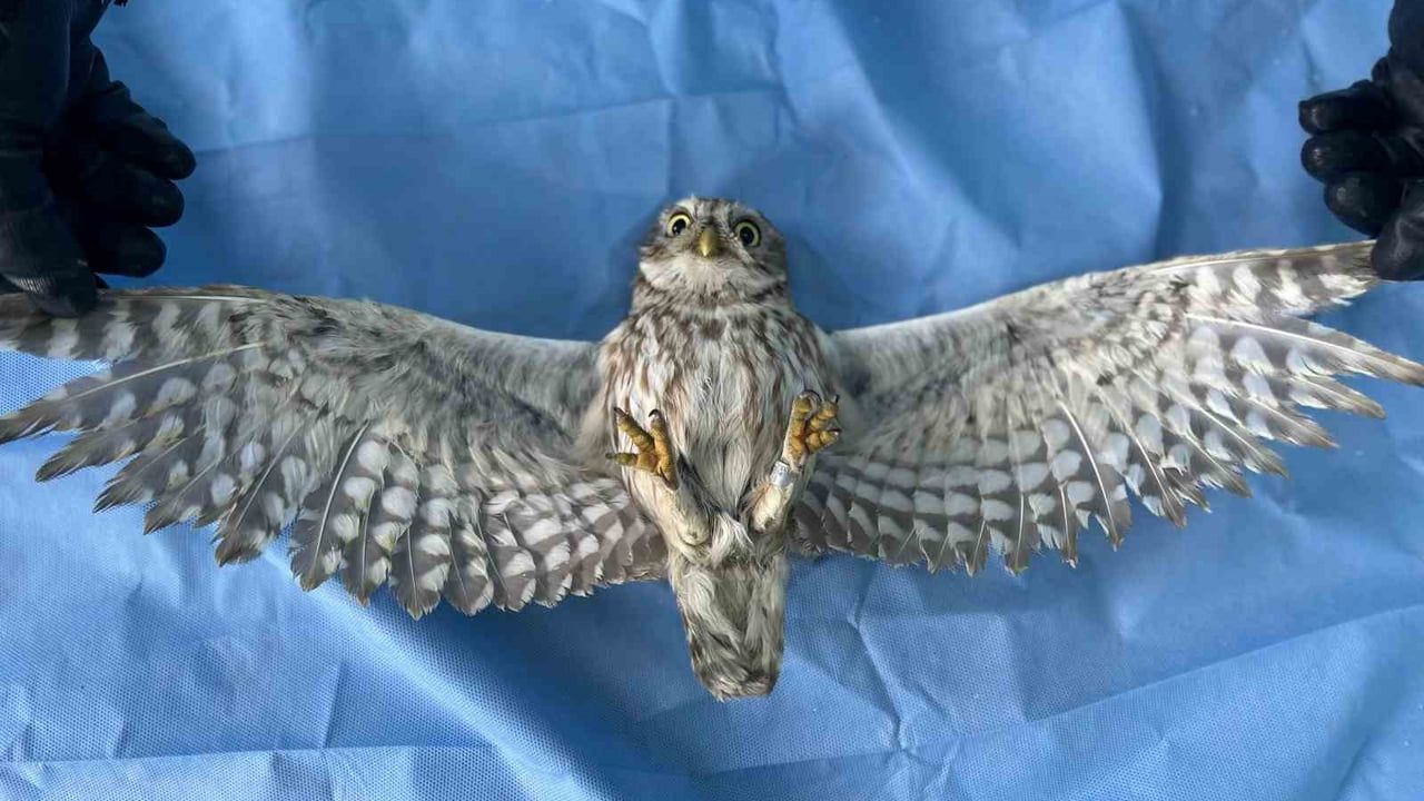 Van’da Yaban Hayvanlarına Şefkat: YYÜ Rehabilitasyon Merkezi'nden Kurtarma ve Tedavi