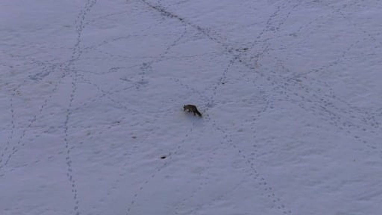 Van kırsalında kar altındaki fare avı: tilkiler belgesel sahnelerini aratmadı