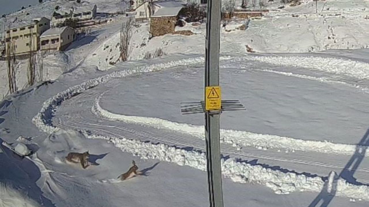 Vaşağın tavşan avı Kılıçköy kamerasında