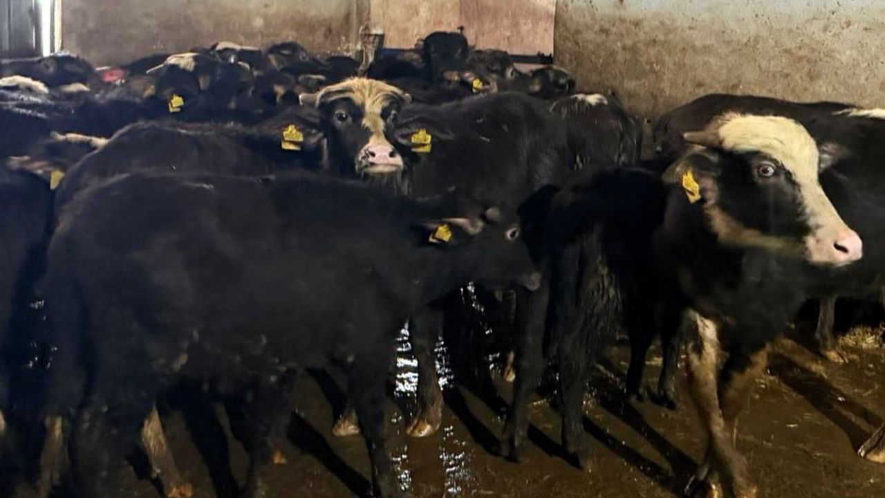 Vize'de büyükbaşlarda brucella aşısı çalışmaları sürüyor