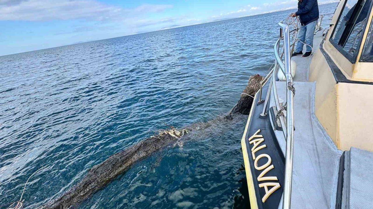 Yalova açıklarında yüzen ağaç kıyıya çekildi — Feribot güzergâhı güvence altına alındı
