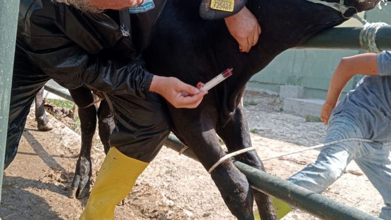 Yalova'da 2025'te Hayvan Sağlığına Yönelik Sürekli Çalışmalar