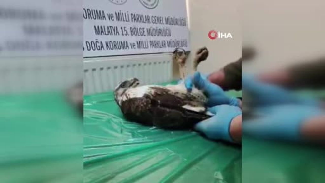 Yaralı bayağı şahin doğaya salındı