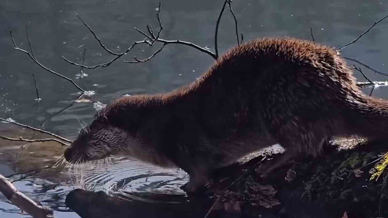 Yedigöller'de nesli tehlike altındaki su samuru görüntülendi