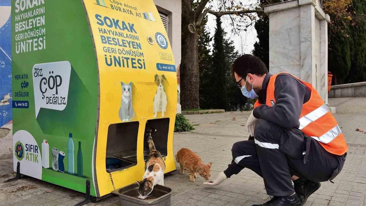 Yıldırım Belediyesi'nden sokak hayvanlarına sıcak yuva: 100 kedi evi