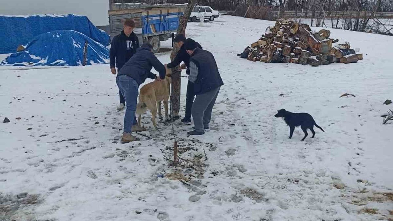 Yozgat'ta 2025'te 7 bin 548 sahipli hayvana mikroçip uygulandı