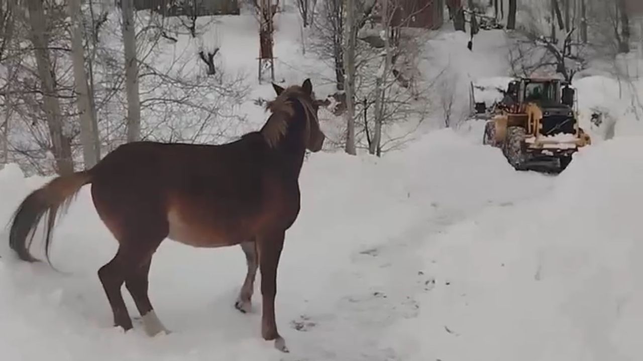 Yüksekova'da karda mahsur kalan 2 at kurtarıldı