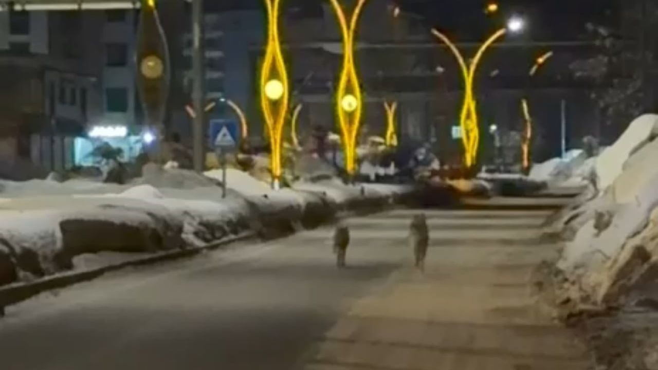 Yüksekova'da kurt sürüsü ilçe merkezine indi