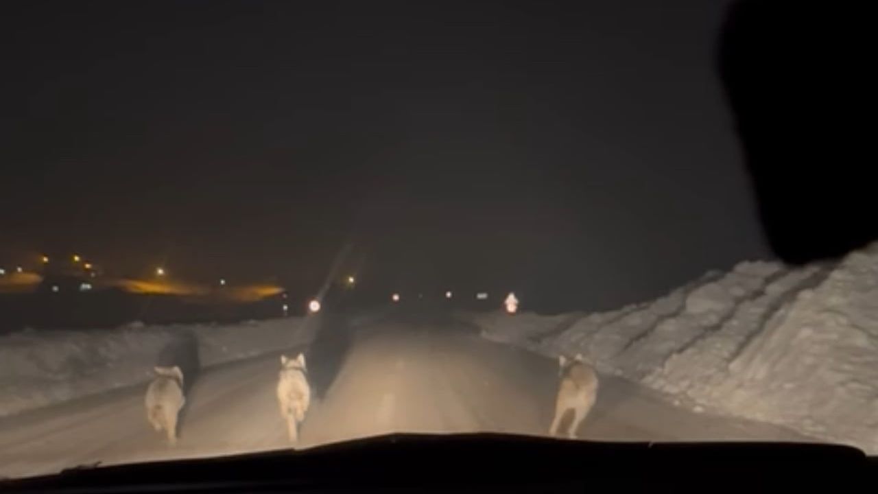Yüksekova'da kurt sürüsü yiyecek arayışıyla köy yoluna indi