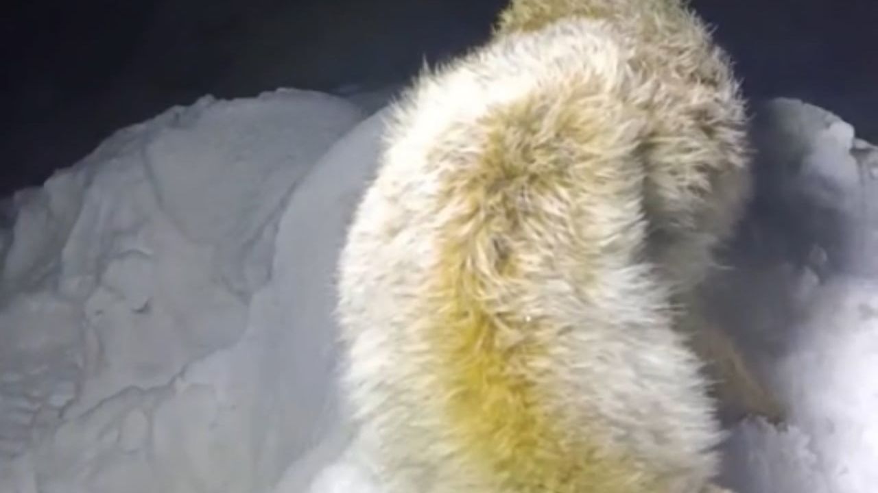 Yüksekova’da tilki Sibirya soğuklarında kar üzerinde dondu