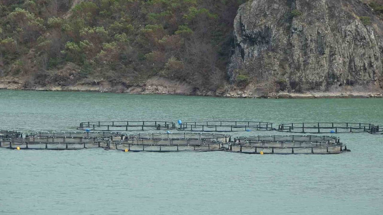 Yumaklı: Türk somonu ihracatı 500 milyon dolara yükseldi, Artvin öne çıktı