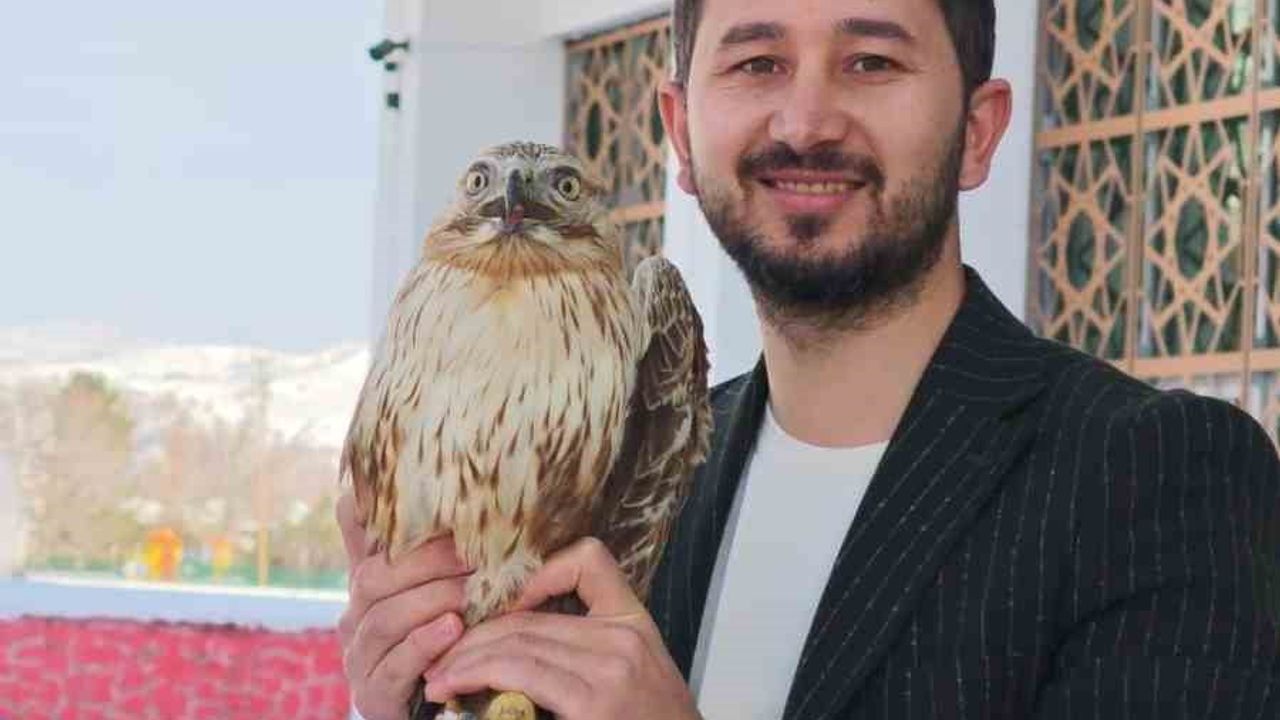 Zara'da bitkin haldeki kızıl şahin Doğa Koruma ekiplerine teslim edildi