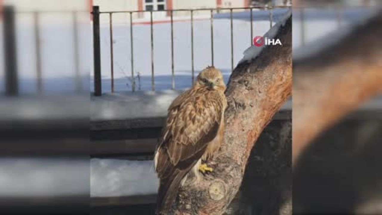 Zara Gençlik Merkezi'nde hareketsiz kızıl şahin DKMP ekiplerine teslim edildi