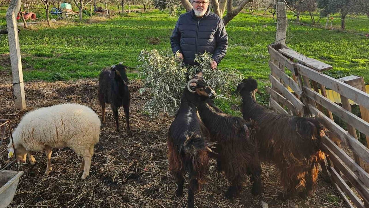 Zeytin Yapraklarından Kaba Yem Üretimi: ADÜ Teknokent’te Yeni Ar-Ge