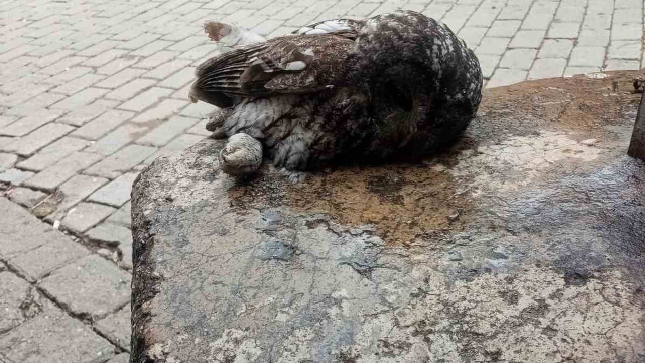 Aydın Germencik'te Kahvehane Camına Çarpan Baykuş Rehabilitasyona Gönderildi