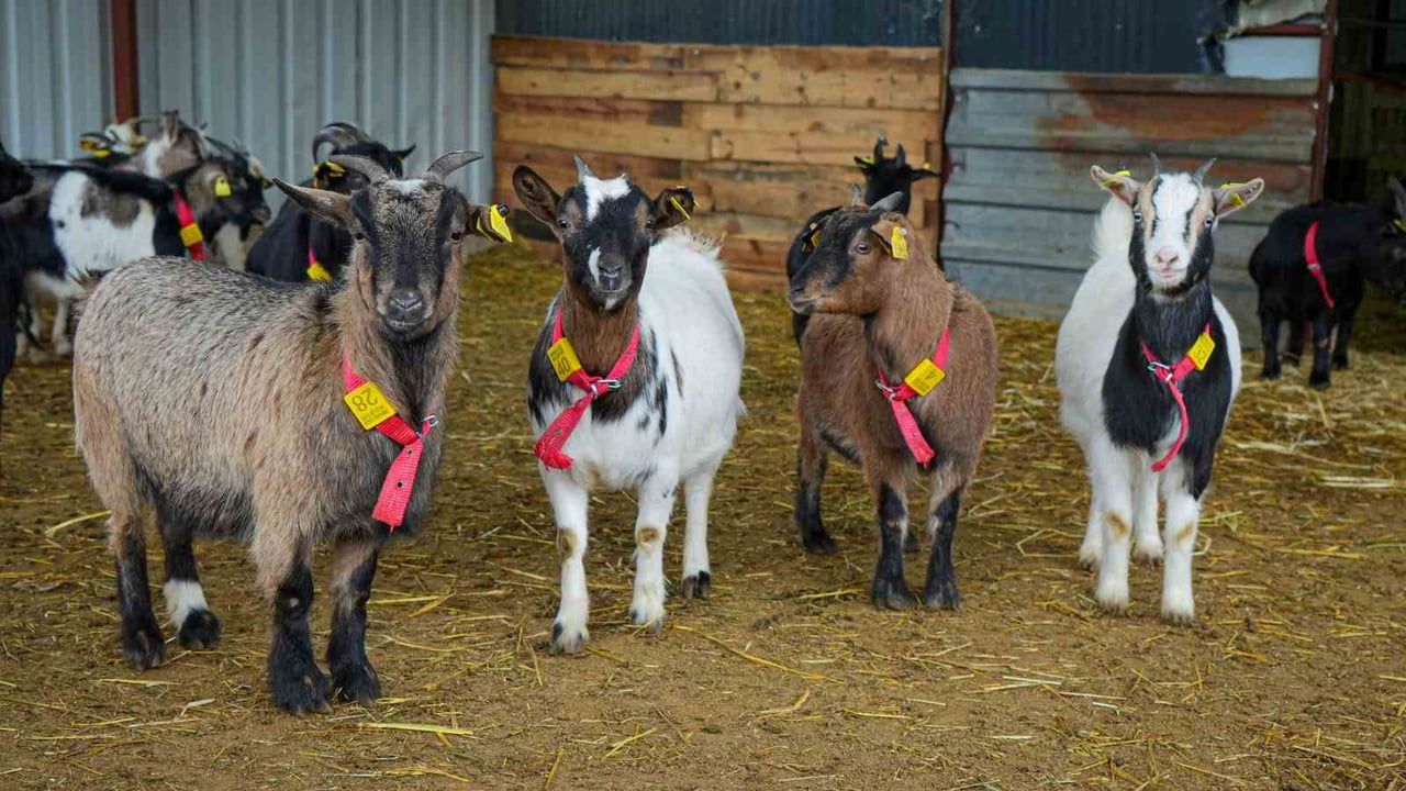 Evcil hayvan alternatifi: Nijerya cinsi cüce keçiler evde kedi-köpeğin yerini alabilir