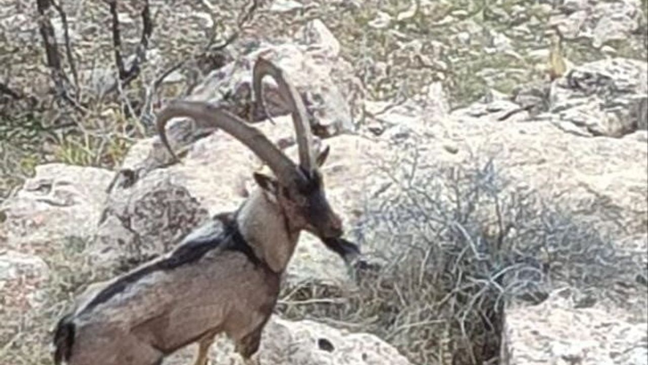 Gercüş Kozlu kırsalında dağ keçisi cep telefonu kamerasına yansıdı