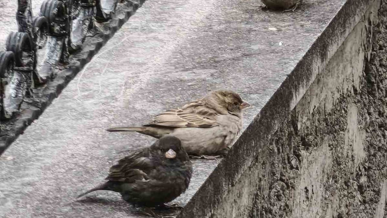 Isparta'da 'Kömür' adlı nadir siyah serçe görüldü