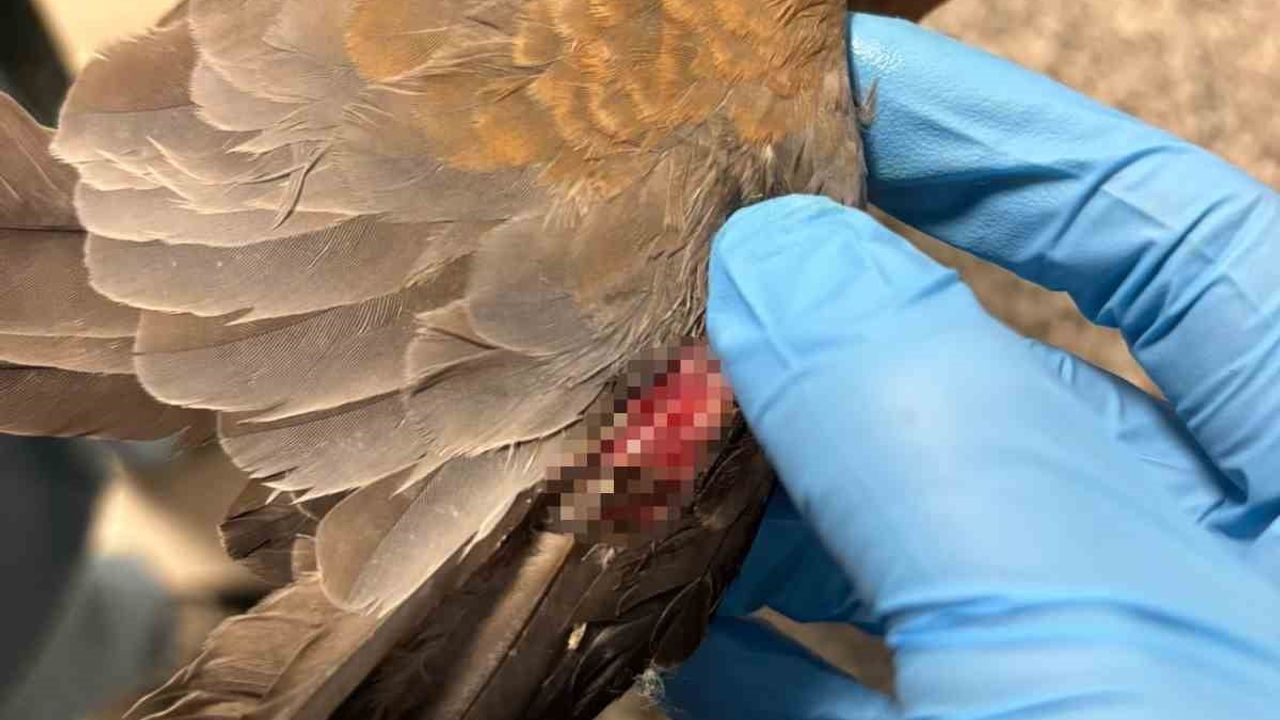 İzmir’de sağanak yağışta ekiplerin canlılara yönelik özverili kurtarma çalışmaları