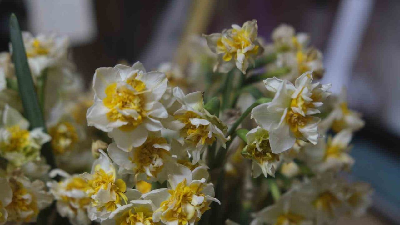 Karaman'da çiçeklerin annesi nergis rağbet görüyor