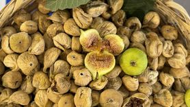 Aydın'da Kuru İncir Sezonu 700 Lira ile Başladı