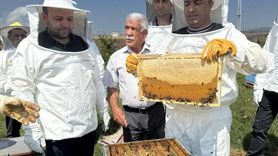 Kafkas Arısı Üretim Merkezinde Bal Hasadı Coşkusu