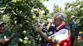 Ordu'da Fındık Hasadı Başladı