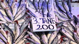 Trabzon'da Palamut Bolluğu: Yeni Av Sezonu Başladı