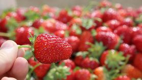 Ordu'da Çilek Üretimi Rekor Kırdı