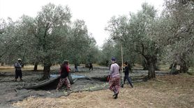Türkiye'de Zeytin ve Zeytinyağı Rekoltesi Beklentisi