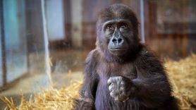 İstanbul Havalimanı'nda Yakalanan Goril Yavrusu İyileşiyor