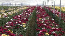 Erbaa'da Çiçek Sektörünün Ekonomik Katkısı