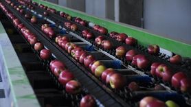 Karaman'da Elma İhracatında Yeni Bir Dönem: 21 Ülkeye Ulaşım