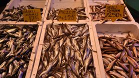 Trabzon'da Hamsi Fiyatları Yükseliyor
