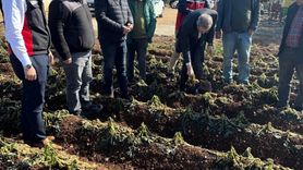 Adana'da Tarım Alanlarında Dondan Hasar Tespiti Devam Ediyor