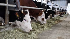 Bilecik'te Çiftçilikte Başarı Hikayesi: Orhan Çeliktaş