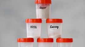 Koruma Altındaki Yerel Buğdaylar: Ticari Çeşitlerle Rekabet Gücü